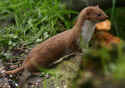 weasel2.jpeg (29916 byte)